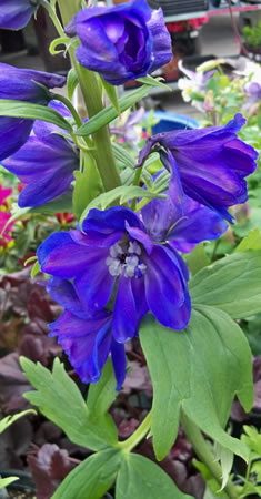 Rocket Larkspur